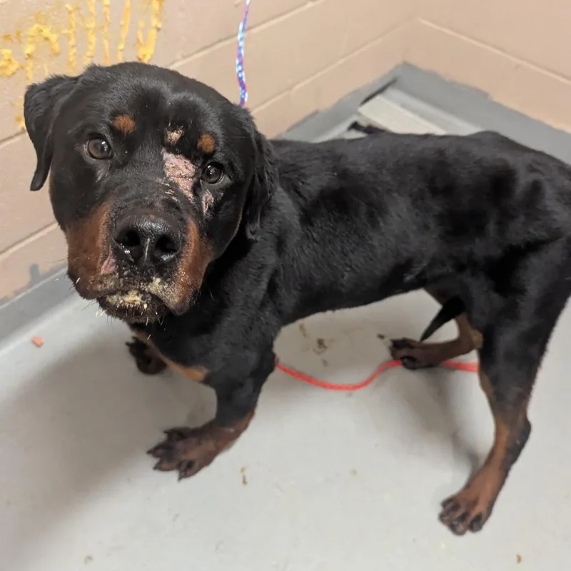 An adult medium-sized male Black Rottweiler dog named Reed for adoption in Tacoma, WA