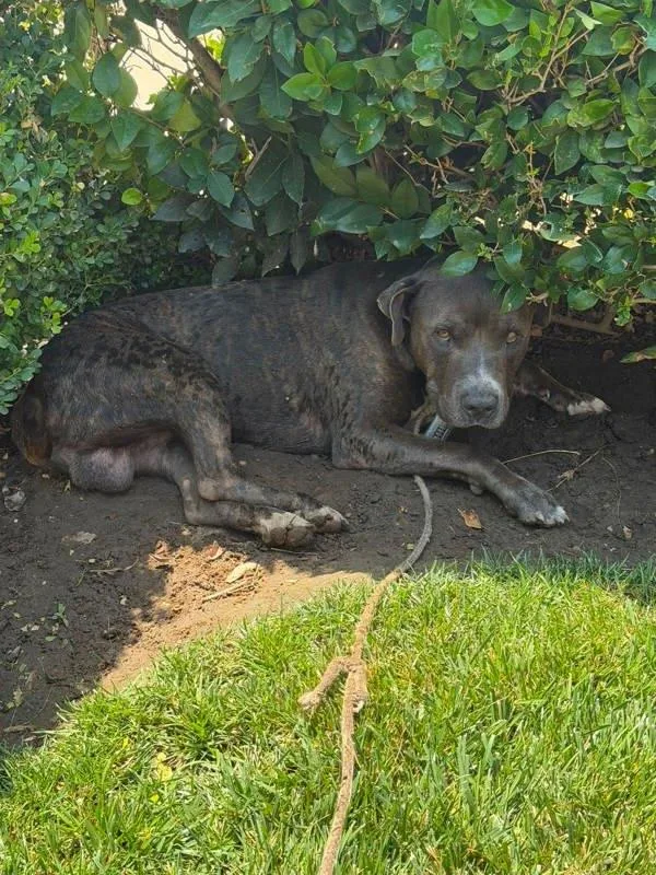 An adult large-sized male American Staffordshire Terrier dog named Petey for adoption in Tulare, CA