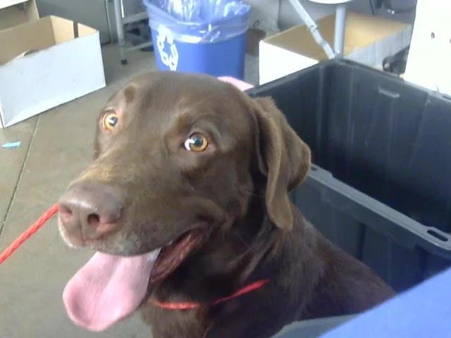An adult large-sized male Labrador Retriever dog named Choco for adoption in Dallas, TX