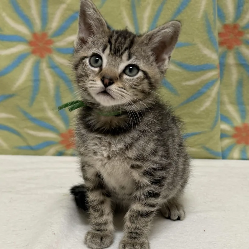A baby medium-sized male Tabby (Brown / Chocolate) Domestic Short Hair cat named Figgy Pop for adoption in Libertyville, IL