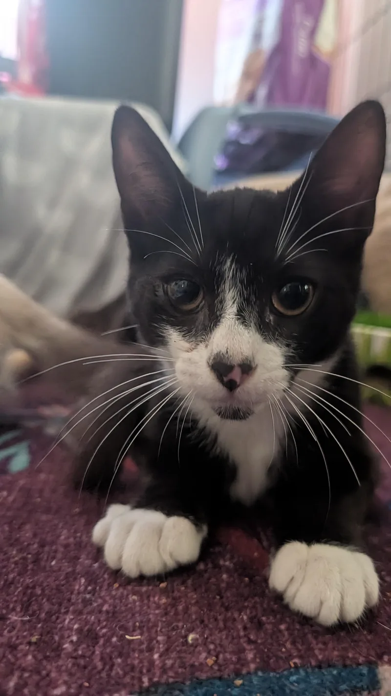 A baby medium-sized male Domestic Short Hair cat named Pabu for adoption in Davis, CA