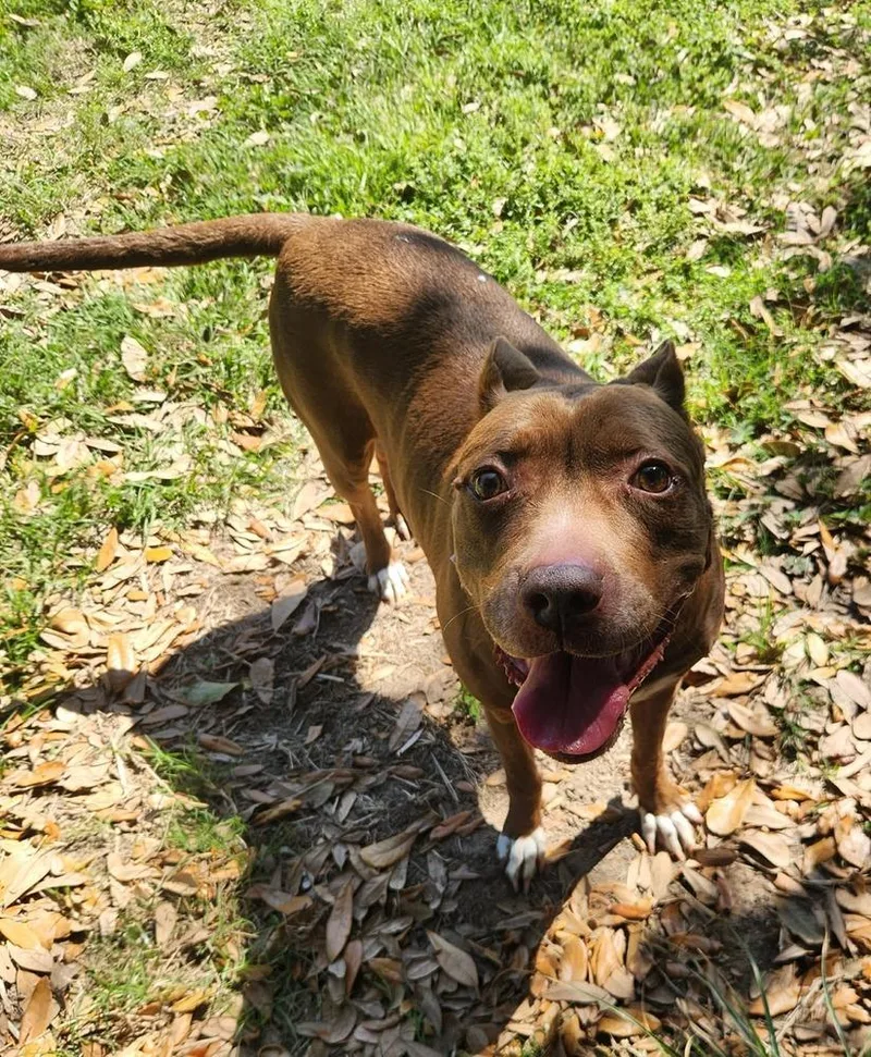 Sequoia Googles thumbnail 2