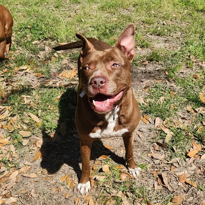 Sequoia Googles thumbnail 4