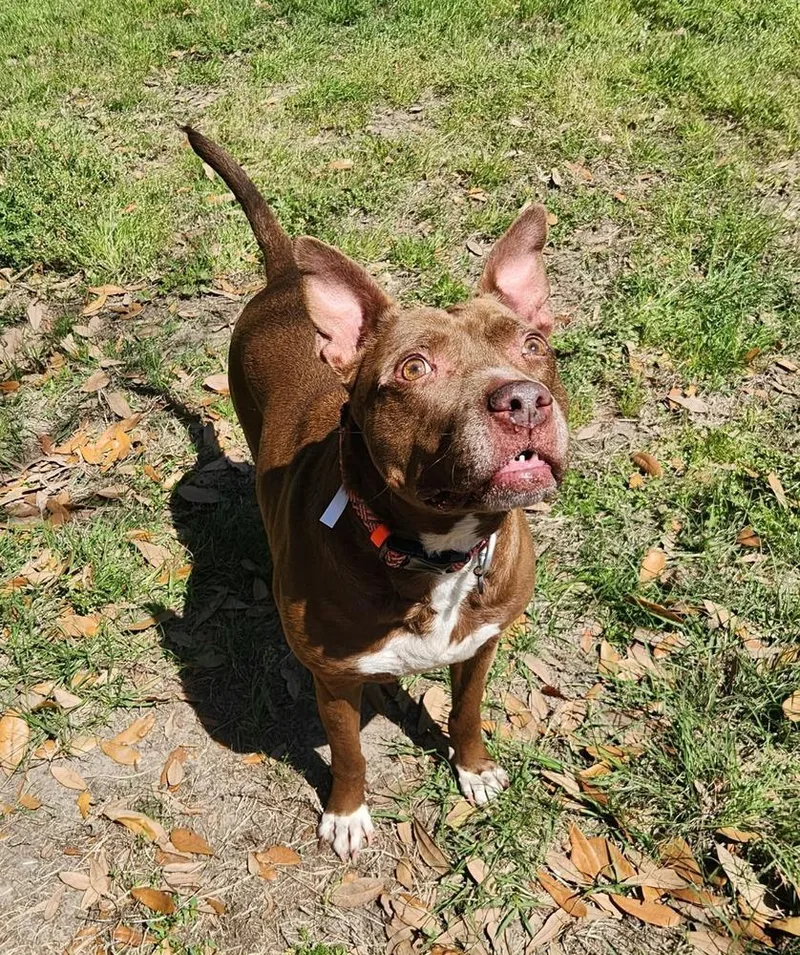 Sequoia Googles thumbnail 5