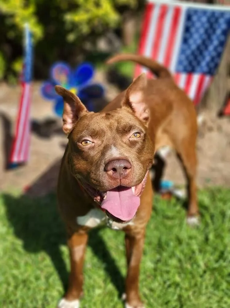 Sequoia Googles thumbnail 6