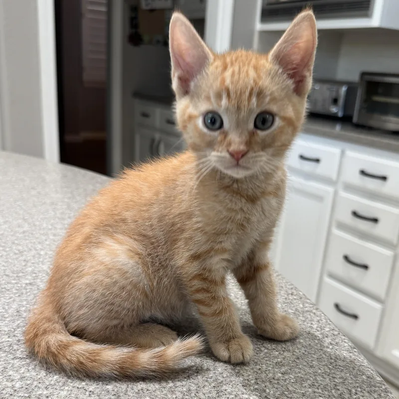 A baby medium-sized male Orange & White Domestic Short Hair cat named Charlie for adoption in Brentwood, CA