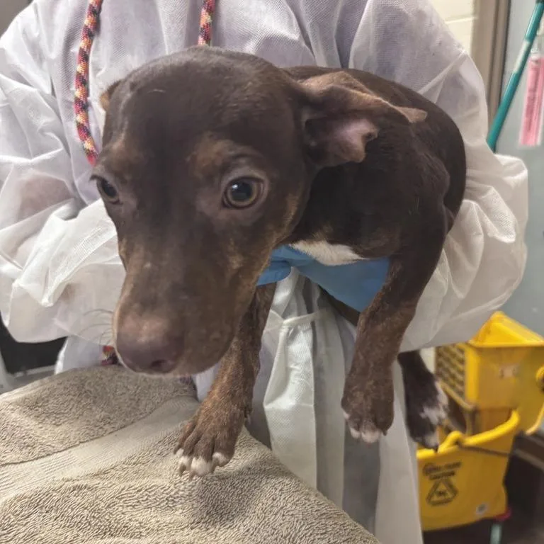 A baby small-sized female Black Mixed Breed dog named Ritz for adoption in Asheville, NC