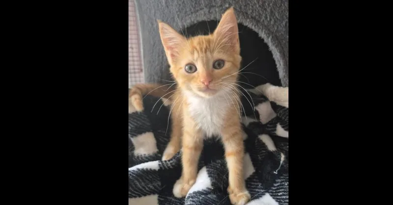 A baby small-sized female Orange & White Domestic Short Hair cat named Buttercup for adoption in Salisbury, NC