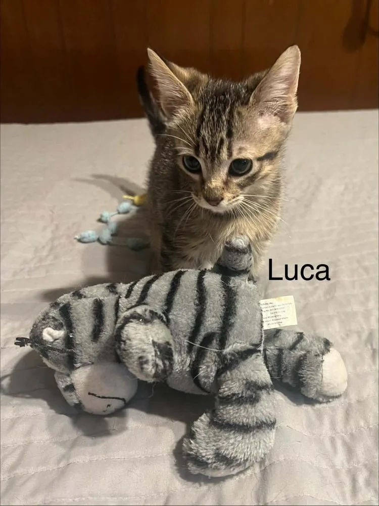 A baby small-sized male Domestic Short Hair cat named Luca for adoption in Groveland, MA