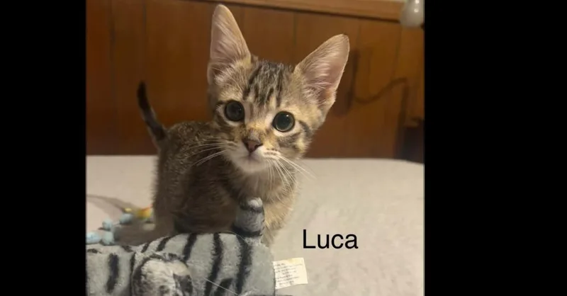Luca thumbnail 2