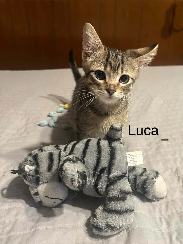 Luca thumbnail 3