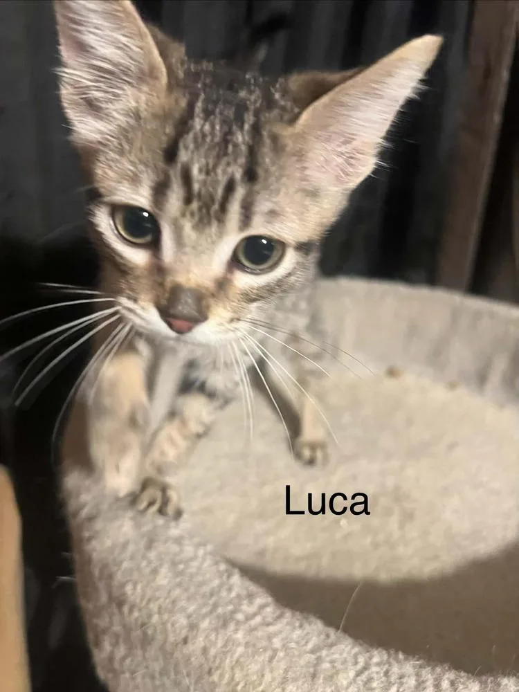 Luca thumbnail 4