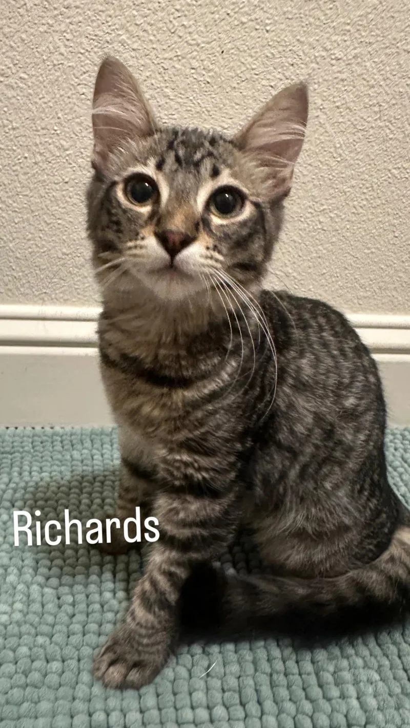 A baby small-sized male Domestic Short Hair cat named Richards for adoption in Mission Viejo, CA