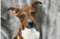 A baby medium-sized male Mixed Breed dog named Spilled Beans for adoption in West Chester, PA