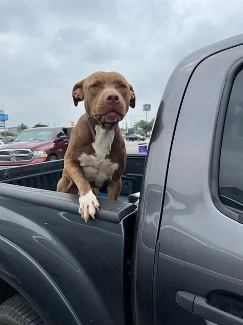 A young large-sized male American Staffordshire Terrier dog named Brownie for adoption in San Antonio, TX