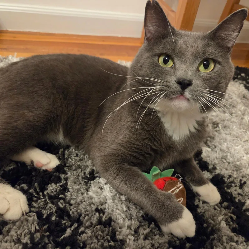 An adult medium-sized male Gray & White Domestic Short Hair cat named Romeo for adoption in Brooklyn, NY