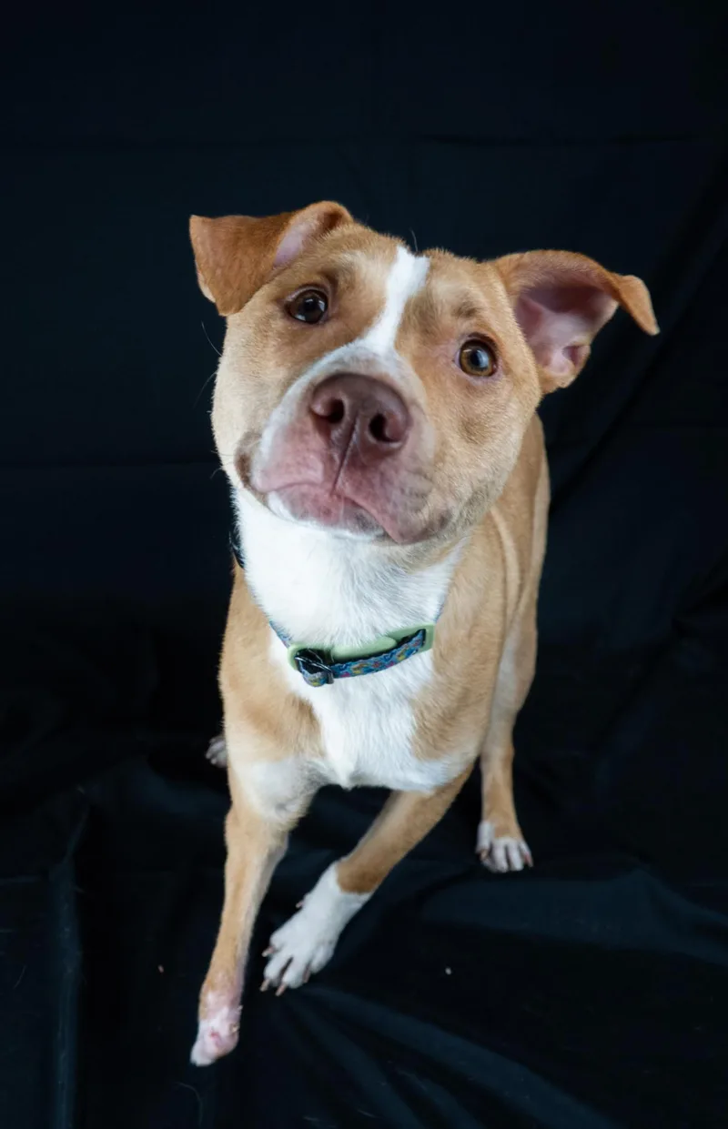 A young medium-sized male Terrier dog named Nemo for adoption in Byron, IL