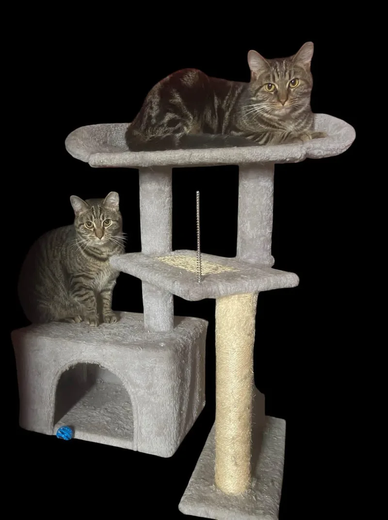A young medium-sized male Brown / Chocolate Domestic Short Hair cat named Marley for adoption in Carnegie, PA
