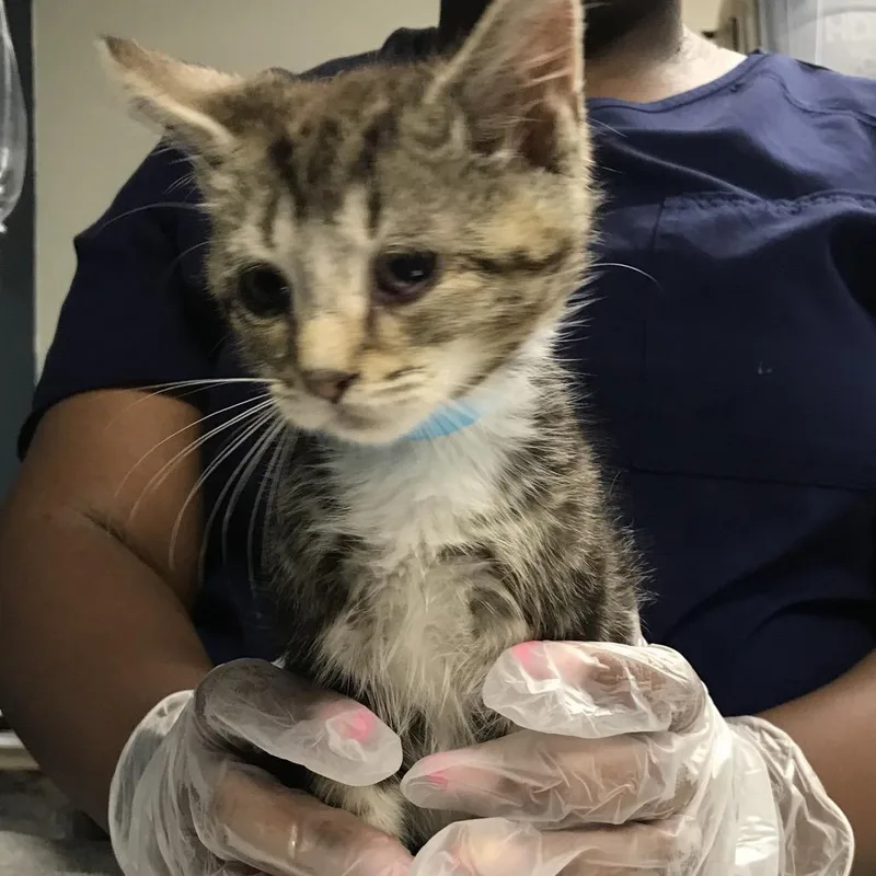 A baby small-sized male Brown / Chocolate Domestic Short Hair cat named Blueberry for adoption in Newark, NJ