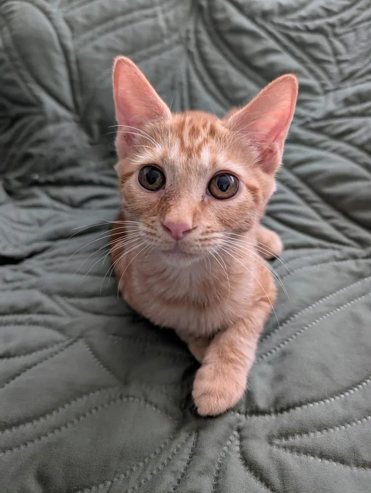 A baby medium-sized female Tabby (Orange / Red) Domestic Short Hair cat named Pinky for adoption in tucson, AZ
