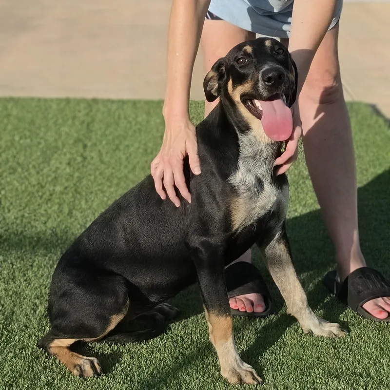 A young medium-sized female Black Hound dog named Peas for adoption in Cleveland, TX