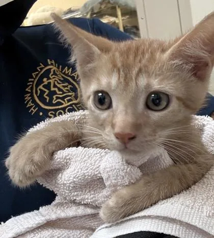A baby small-sized female Domestic Short Hair cat named Poppy for adoption in Honolulu, HI