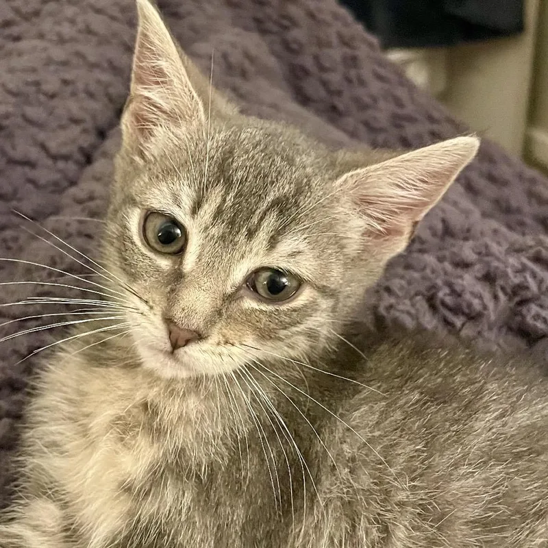 A baby small-sized female Gray / Blue / Silver Domestic Short Hair cat named Tiny for adoption in Philadelphia, PA
