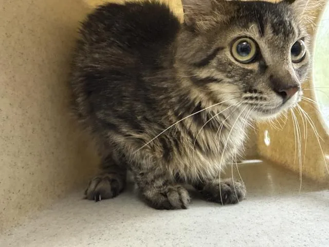 A young small-sized male Domestic Short Hair cat named Fuzzball for adoption in Riverside, CA