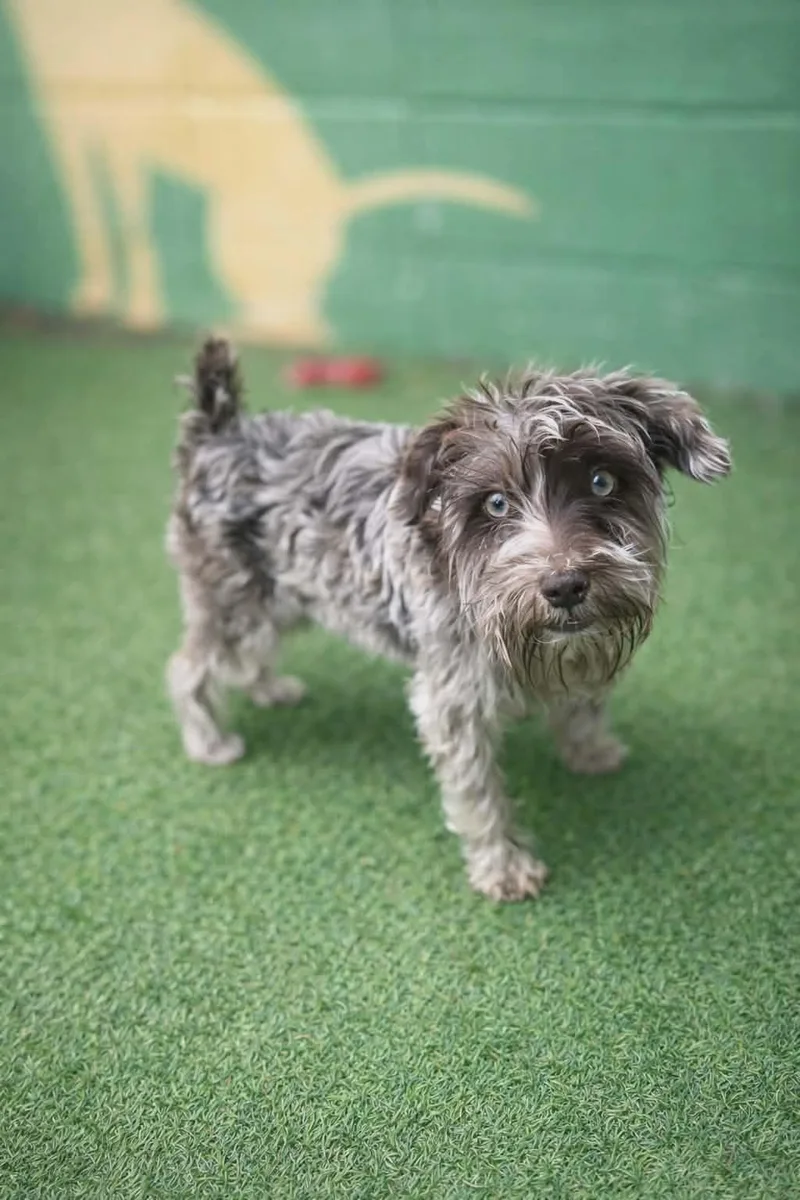 A baby small-sized female Miniature Schnauzer dog named Remy for adoption in Cochran, GA