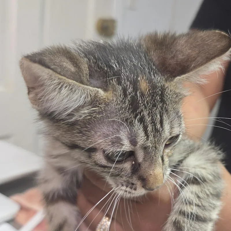 A baby small-sized female Gray / Blue / Silver Domestic Short Hair cat named Gracie for adoption in Leander, TX