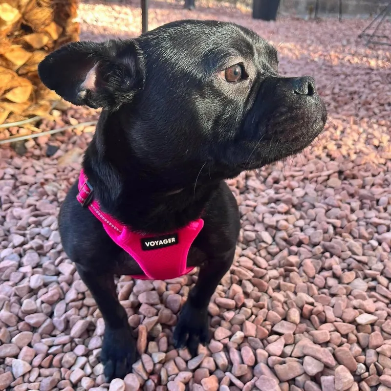 An adult small-sized male Black French Bulldog dog named Odi for adoption in Las Vegas, NV