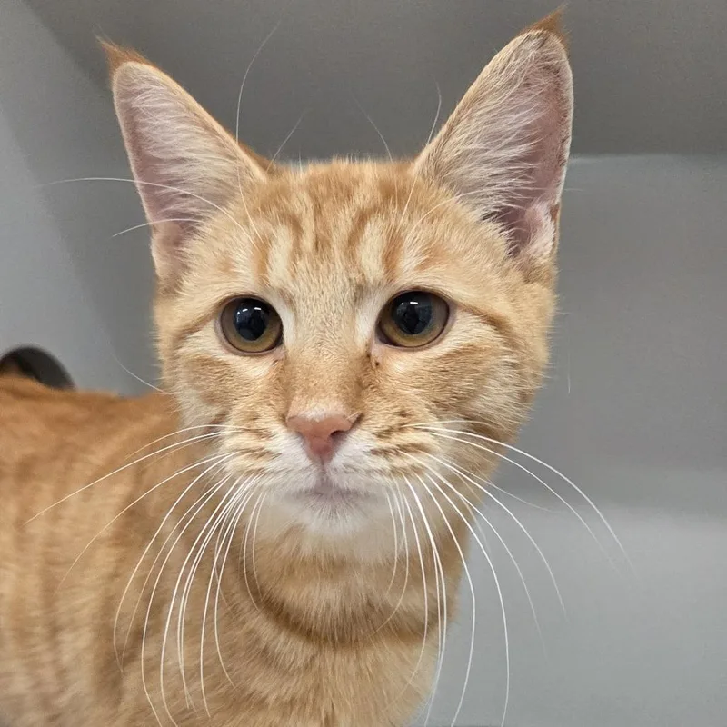 A baby small-sized male Orange / Red Domestic Short Hair cat named Edinburgh for adoption in Voorhees, NJ