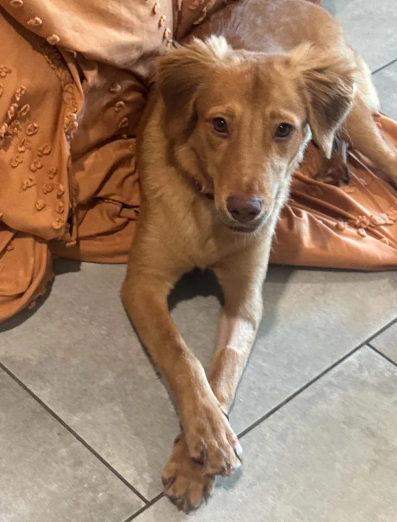 A young medium-sized male Golden Retriever dog named Arnie for adoption in Osteen, FL