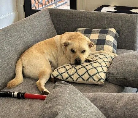 An adult large-sized male Yellow Labrador Retriever dog named Sailor for adoption in Houston, TX