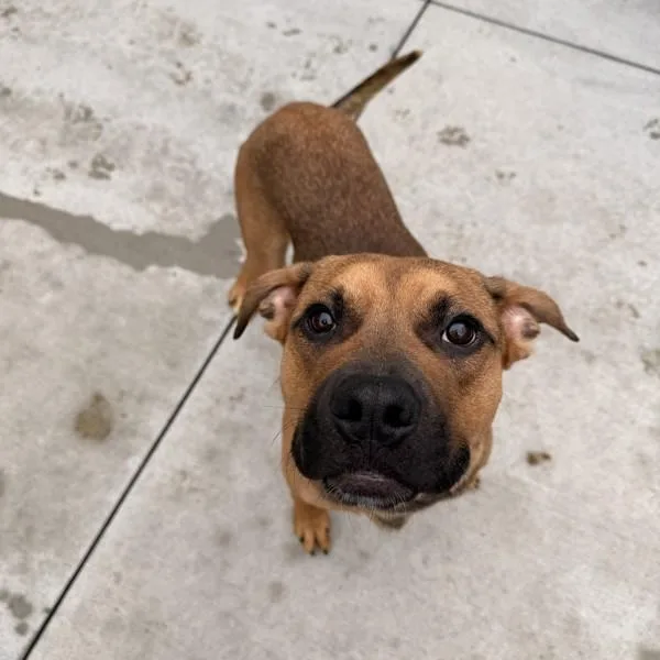 A young medium-sized male Boxer dog named Lloyd for adoption in Des Moines, IA