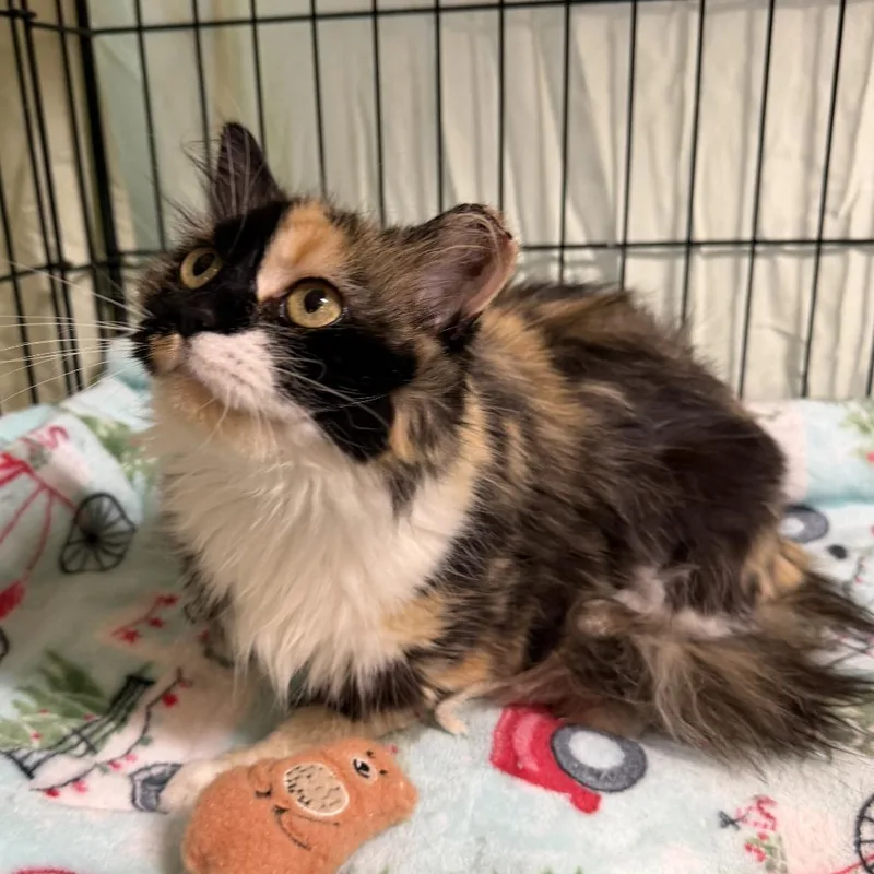 Kit Kat
