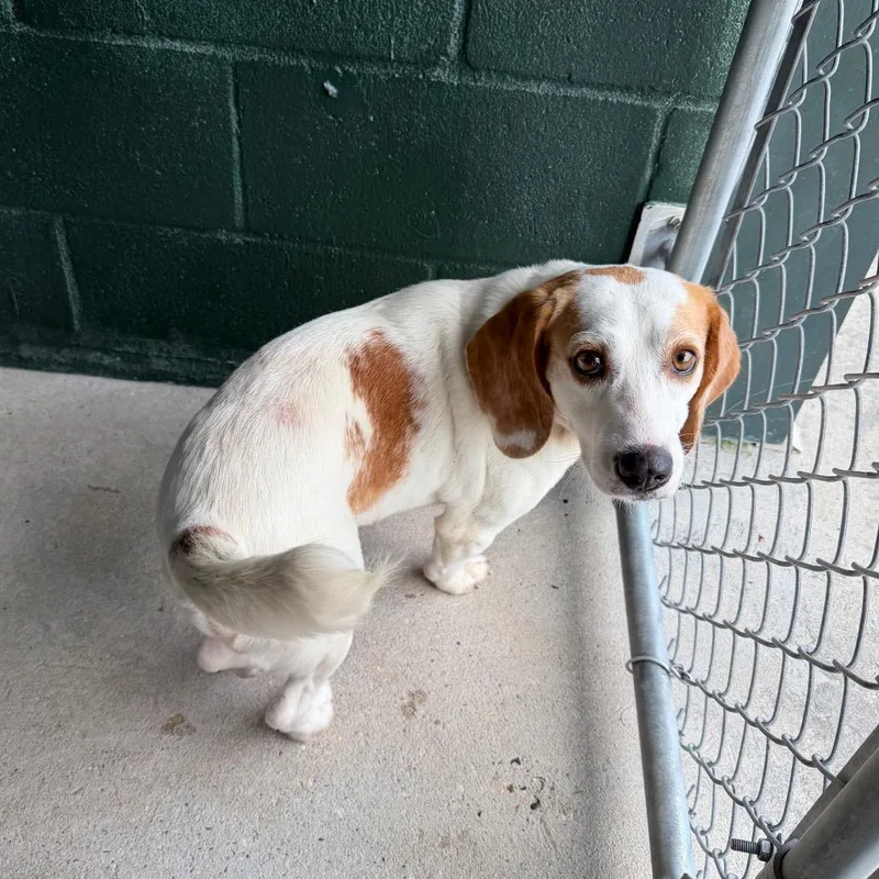 An adult small-sized male White / Cream Beagle dog named Kaleidoscope for adoption in Carencro, LA