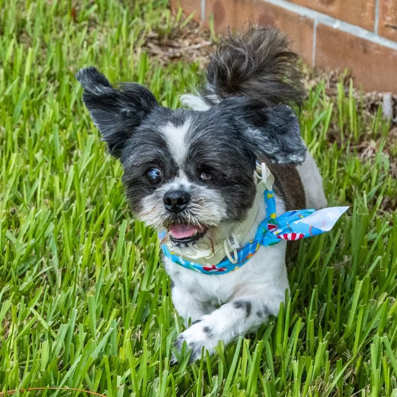 An adult small-sized male Black Shih Tzu dog named Wicki for adoption in TITUSVILLE, FL