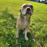 An adult medium-sized male Yellow / Tan / Blond / Fawn Mixed Breed dog named Korg for adoption in DeKalb, IL