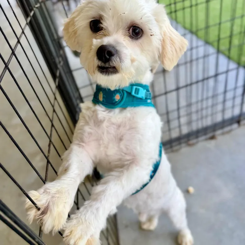 An adult small-sized male White / Cream Maltese dog named Hero for adoption in Peyton, CO