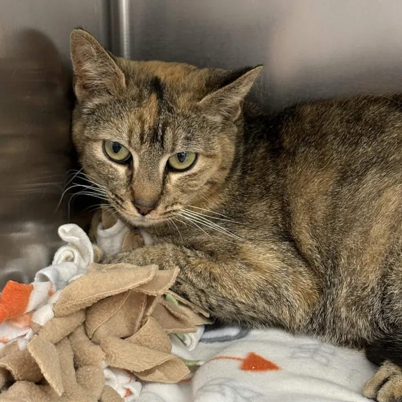 A young medium-sized female Brown / Chocolate Domestic Short Hair cat named Ray for adoption in Gloucester, VA
