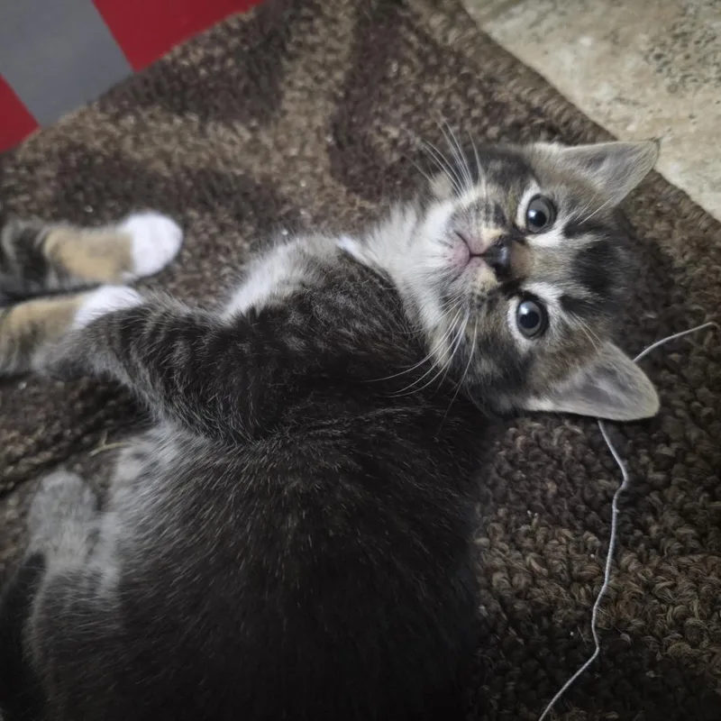 A baby small-sized female Brown / Chocolate Domestic Short Hair cat named Chai C for adoption in Princeton, MN