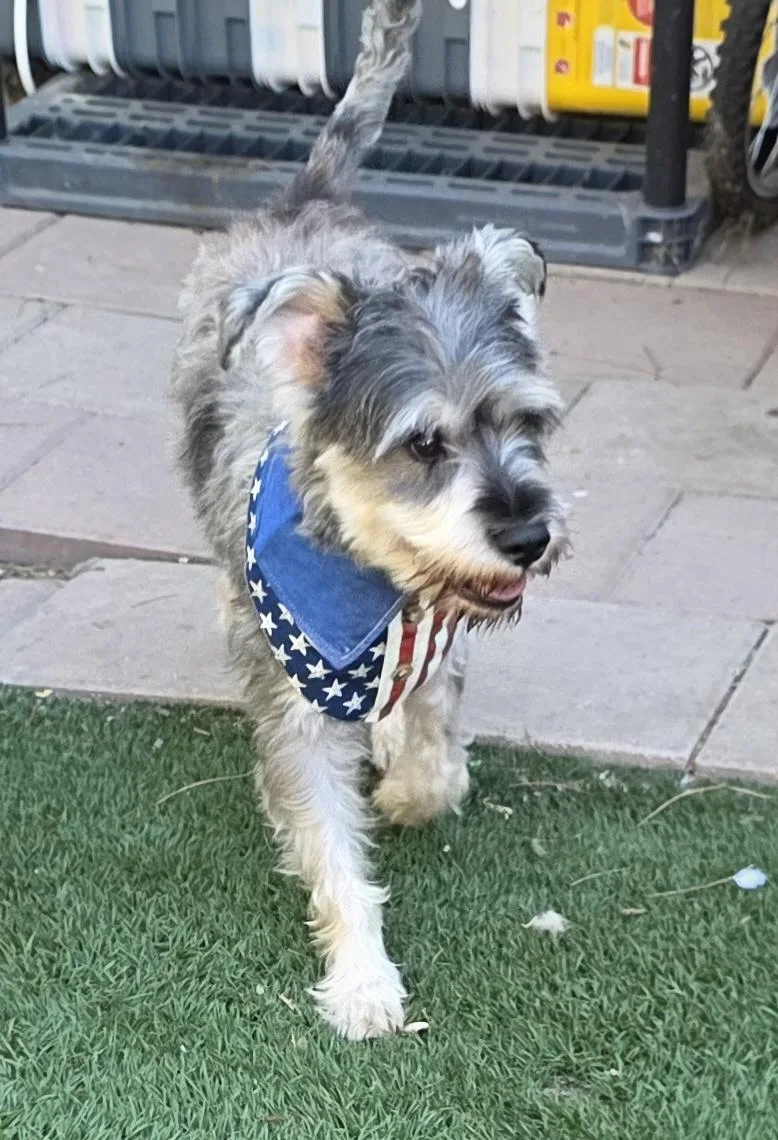 A young small-sized male Gray / Blue / Silver Schnauzer dog named Bonnie for adoption in Fallbrook, CA