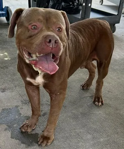 An adult extra large-sized male Mixed Breed dog named Hooch for adoption in Savannah, GA