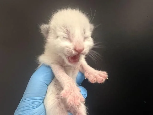 A baby small-sized male Domestic Short Hair cat named Darryl for adoption in San Bernardino, CA