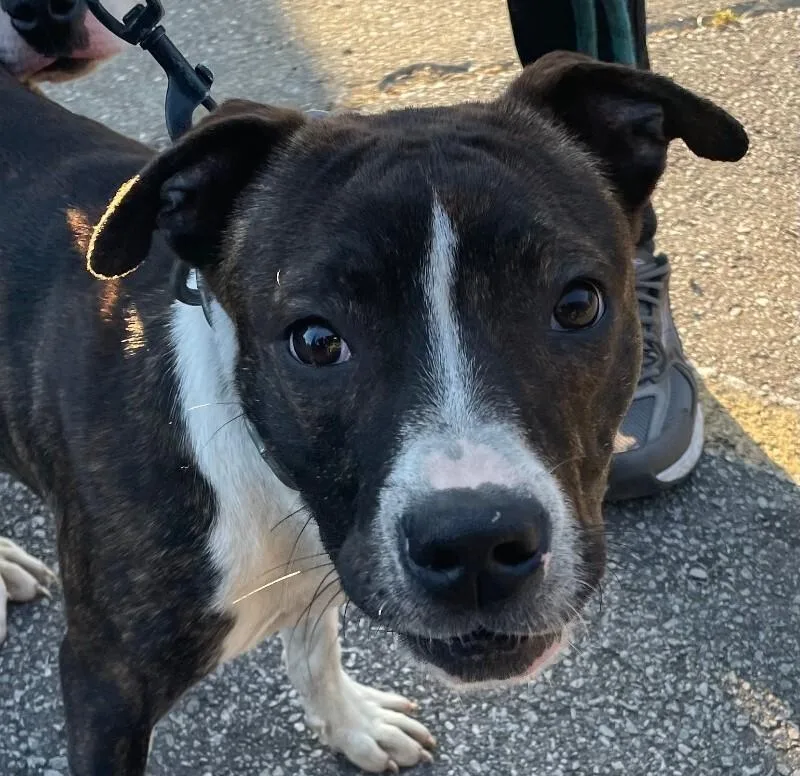 A young medium-sized male Brindle Mixed Breed dog named Mulder for adoption in Cincinnati, OH