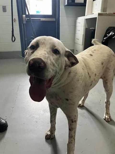 A young large-sized male Labrador Retriever dog named Oliver for adoption in Corpus Christi, TX