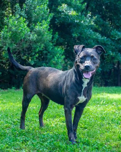 An adult large-sized female Mixed Breed dog named Vespa for adoption in Chamblee, GA