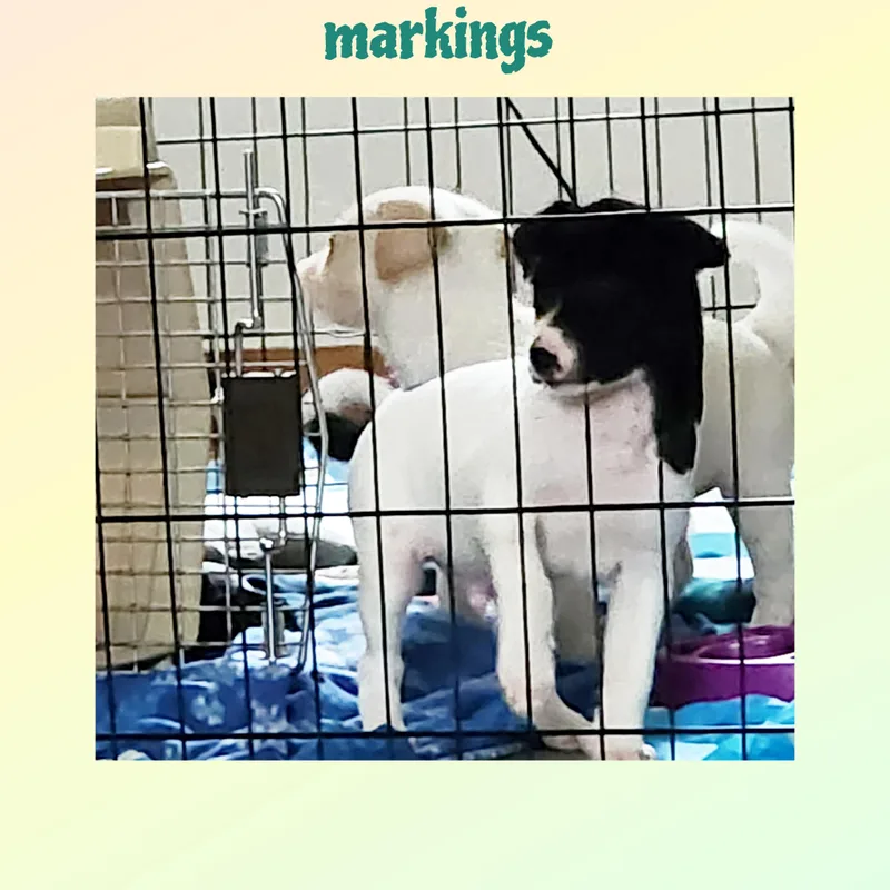 A baby medium-sized male White / Cream Mixed Breed dog named Mick for adoption in Lake Geneva, WI