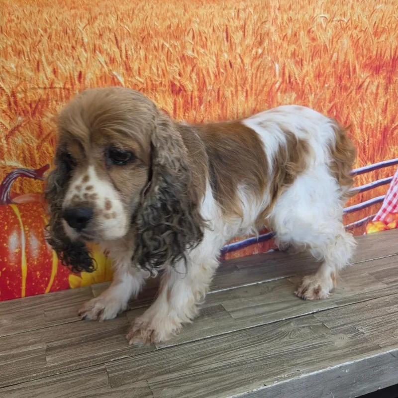 A senior small-sized female Yellow / Tan / Blond / Fawn Cocker Spaniel dog named Bourbon for adoption in Normal, IL